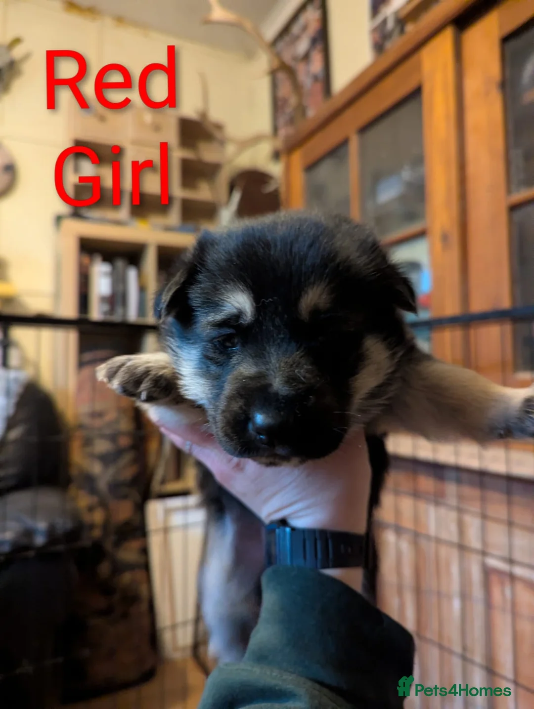 Mixed Breed dogs for sale: Alaskan Malamute x German Sheperd Puppies - Advert 2
