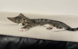Mixed Breed cats for sale: Kitten (Male) - Image 4