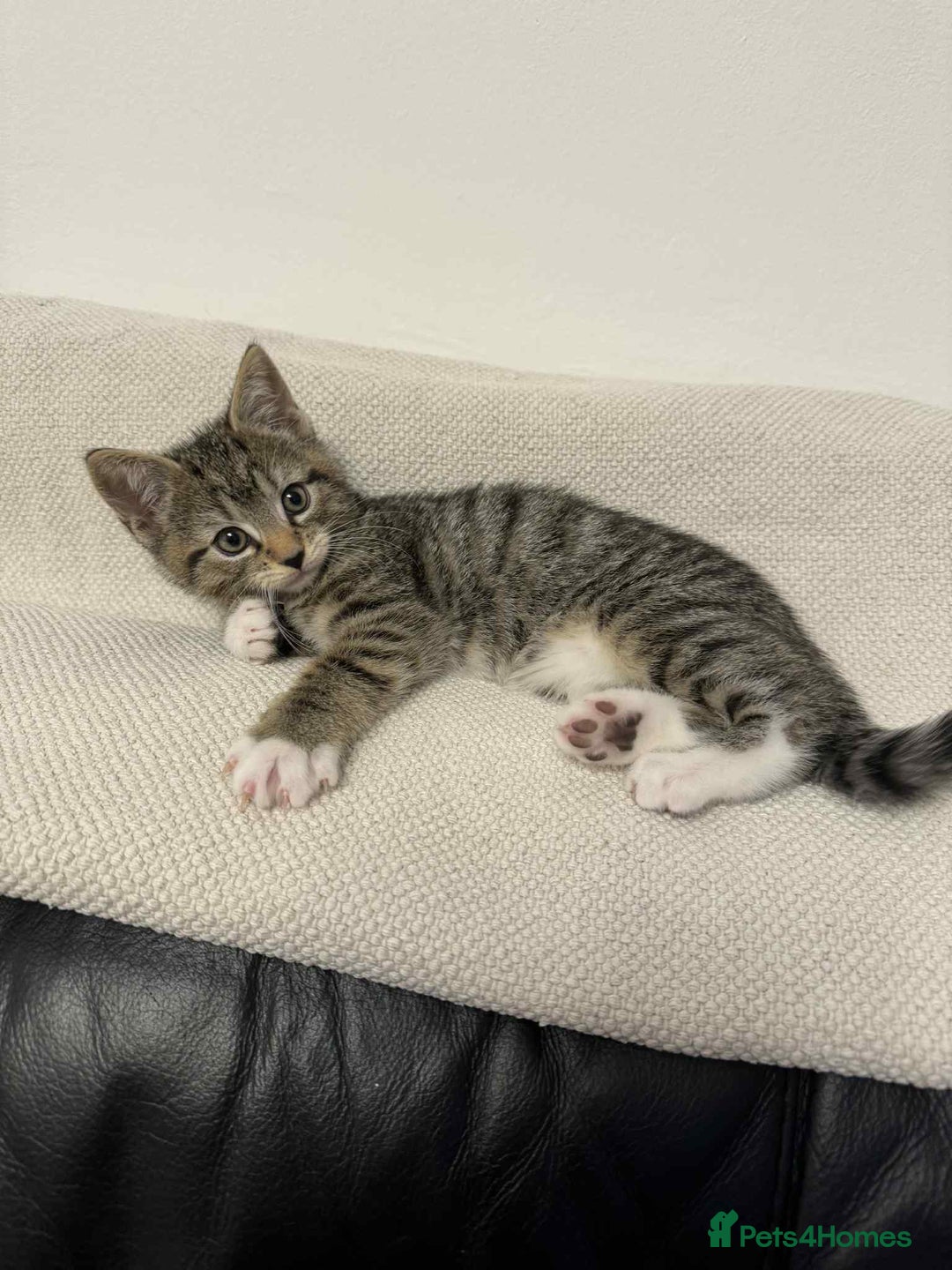 Mixed Breed cats for sale: Kitten (Male) - Image 4