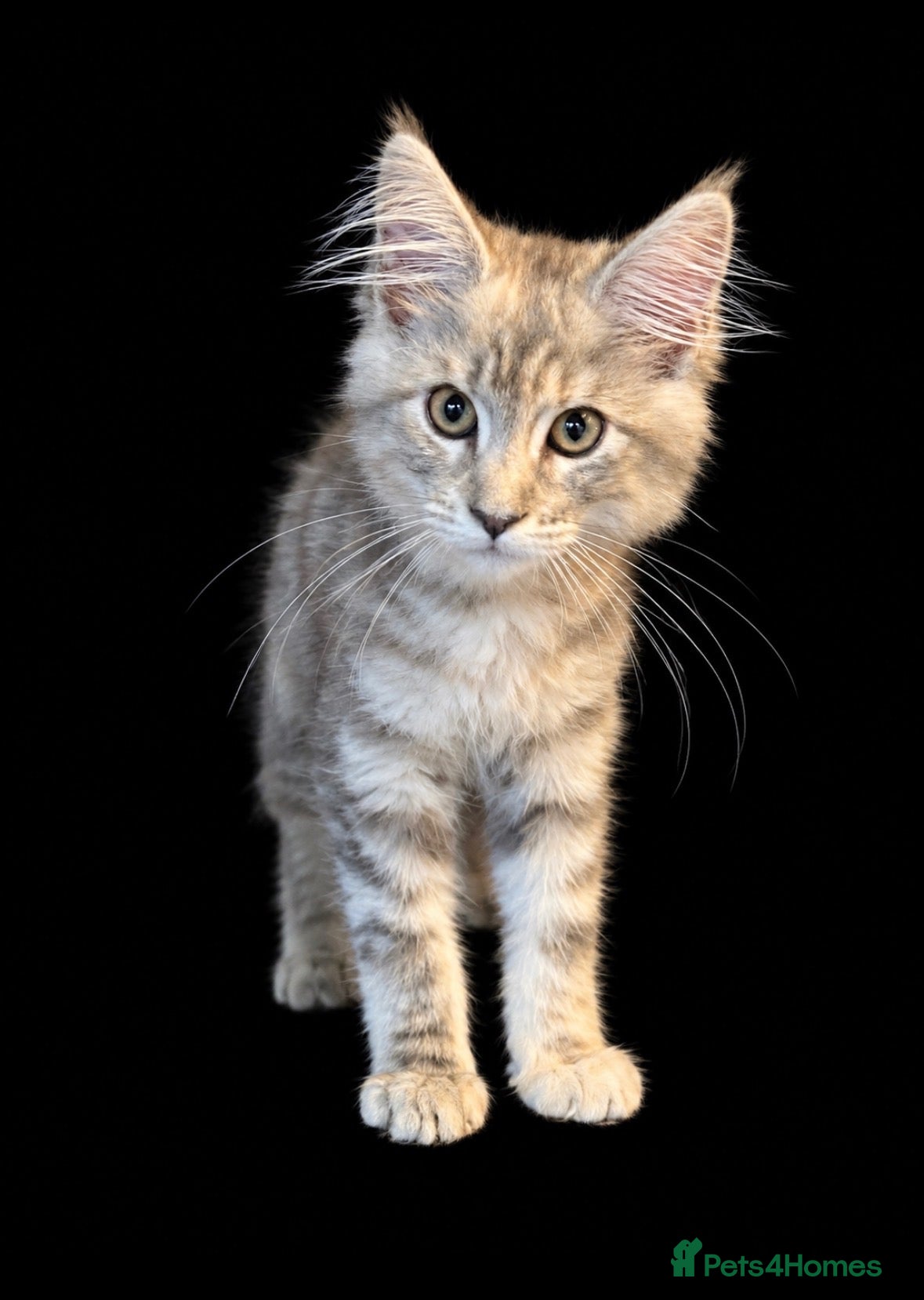 Maine Coon cats Beautiful Tica Active Registered kittens - Advert 1