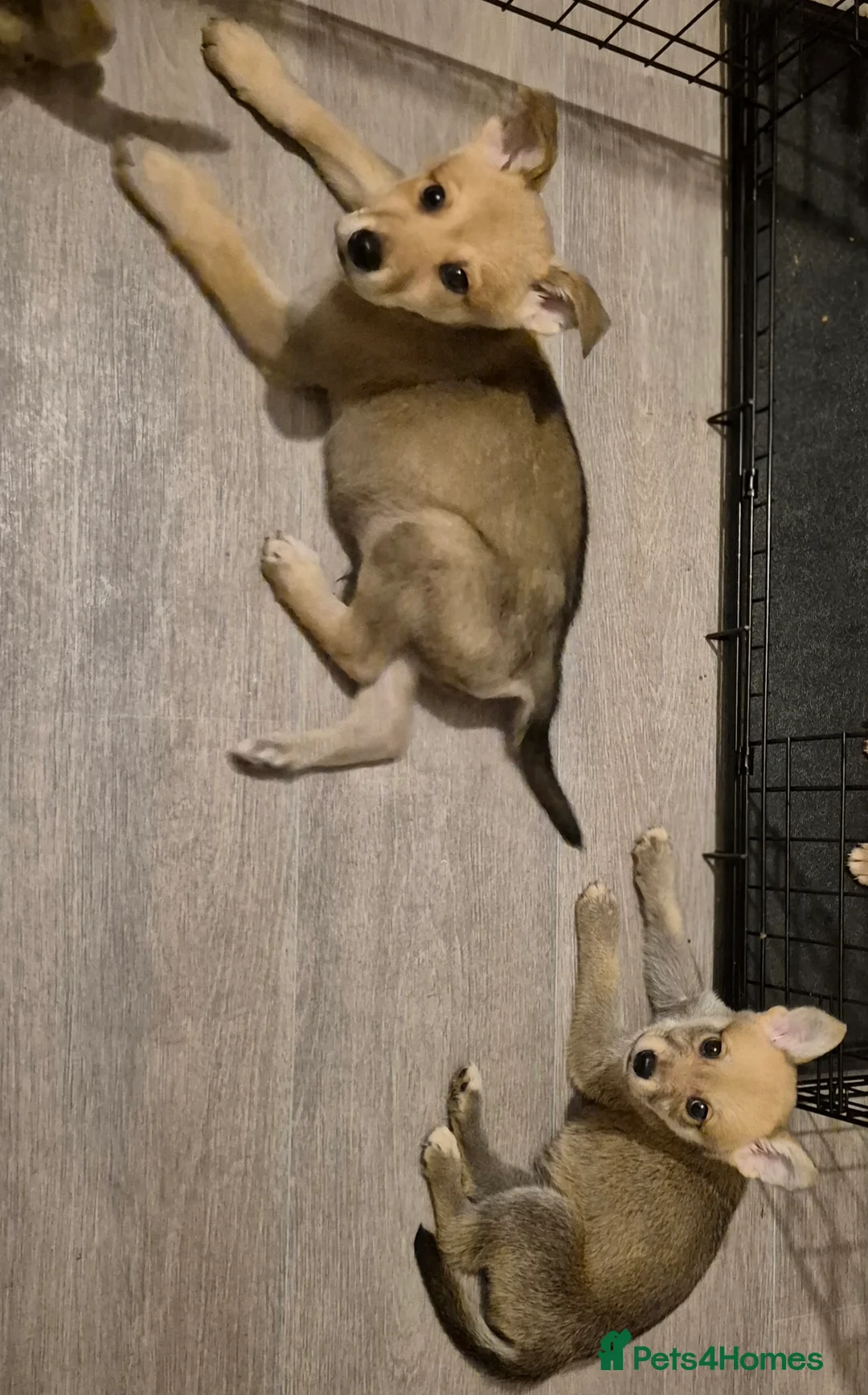 Mixed Breed dogs for sale:  Northern inuit/ Bullweiler  - Advert 3