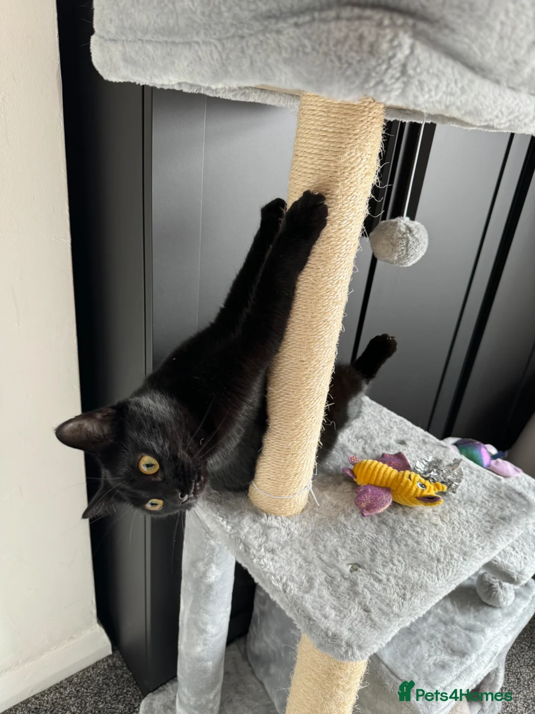 Mixed Breed cats for sale: Skyla - small black cat (5.5 years old) in Abergavenny - Advert 2