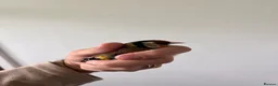 Finches birds for sale: Selling Goldfinches males and females  - Advert 7