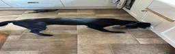 Labrador Retriever dogs for sale: Hero Labrador  - Advert 2