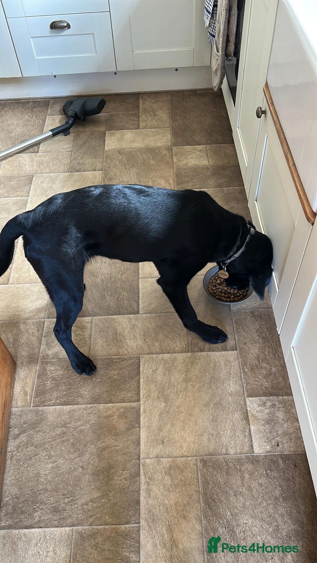 Labrador Retriever dogs for sale: Hero Labrador  - Advert 2