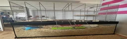 Gerbil rodents for sale: Two female gerbils & cage  in Worcester - Advert 2