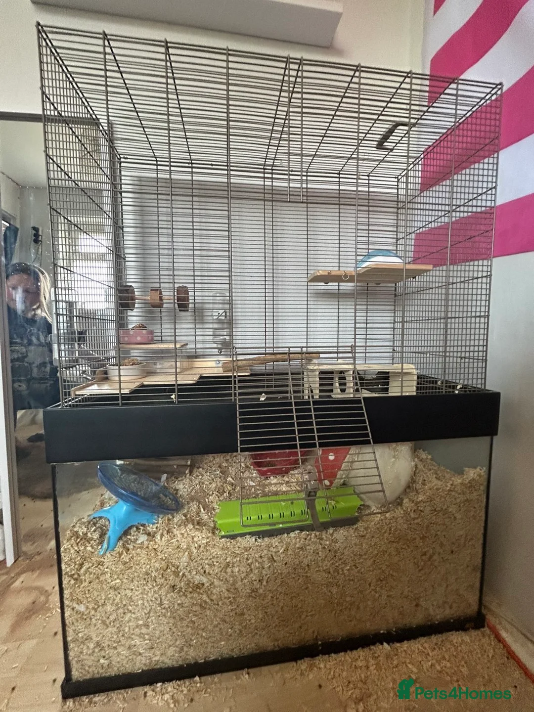 Gerbil rodents for sale: Two female gerbils & cage  in Worcester - Advert 2