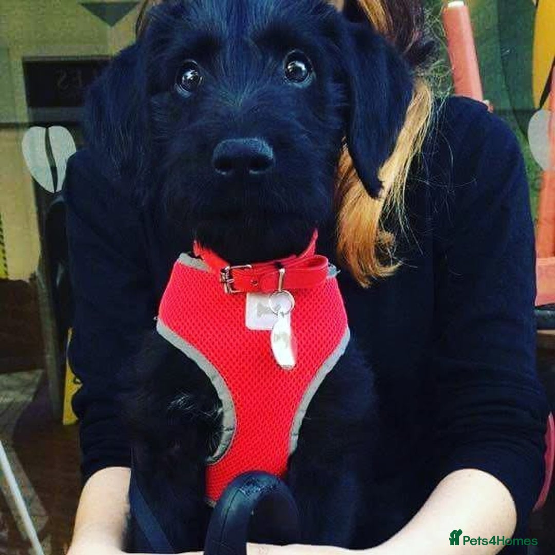 Mixed Breed dogs for sale: Rehoming older labradoodle x Lurcher - Image 12