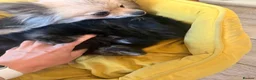Pomeranian dogs for sale: Stunning black and silver male Pomeranian  in Bungay - Advert 3