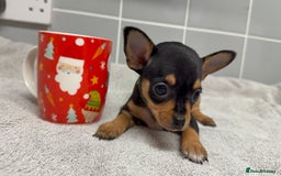 Chihuahua dogs for sale: Beautiful Female Chihuahua Puppies  - Image 9