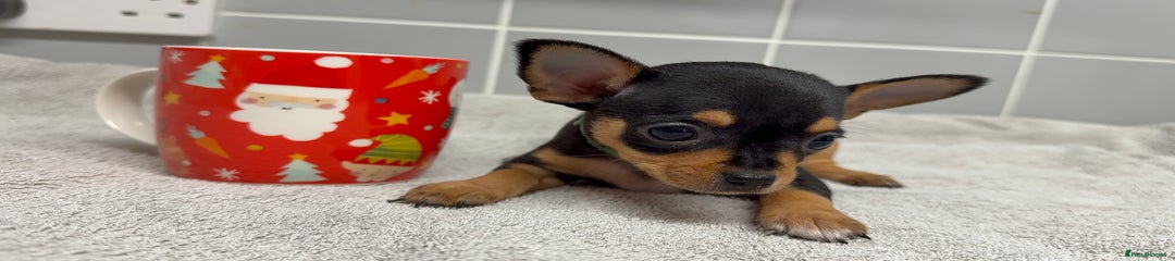 Chihuahua Puppy 4