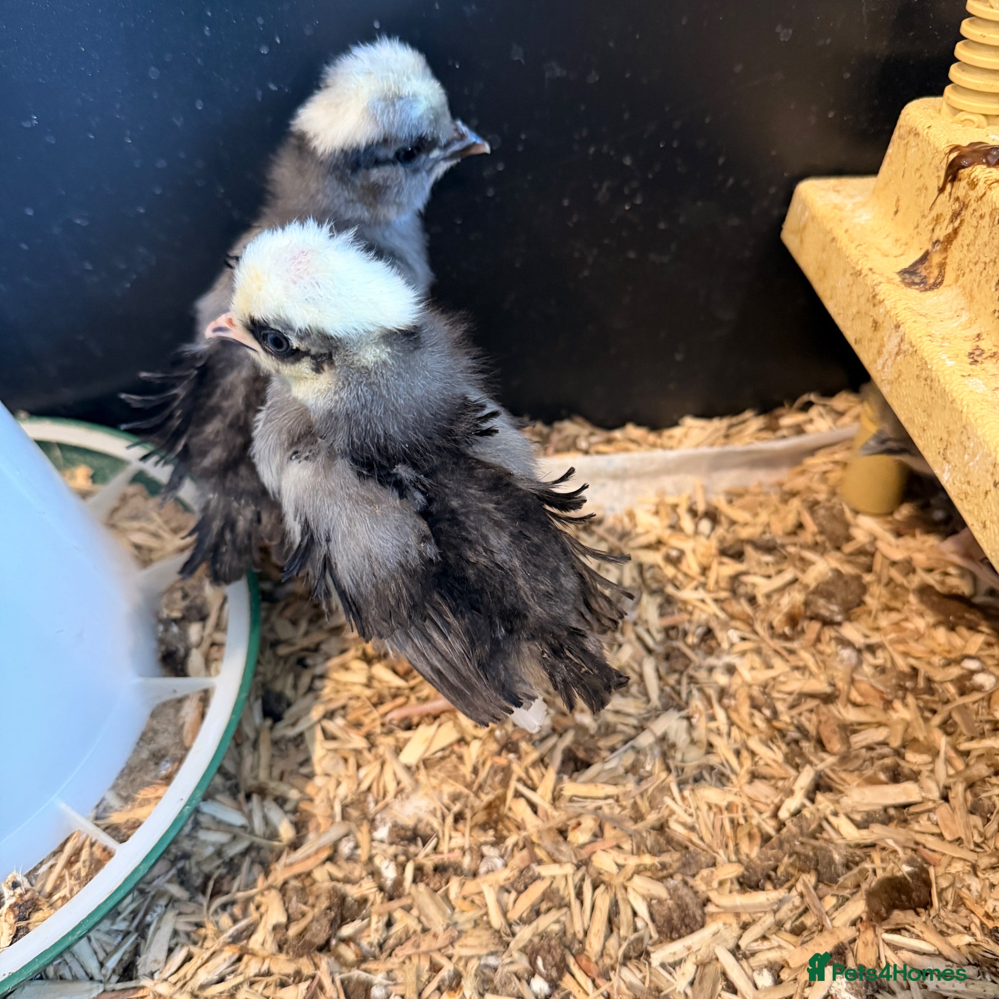 Chickens poultry Polish chicks  - Advert 2