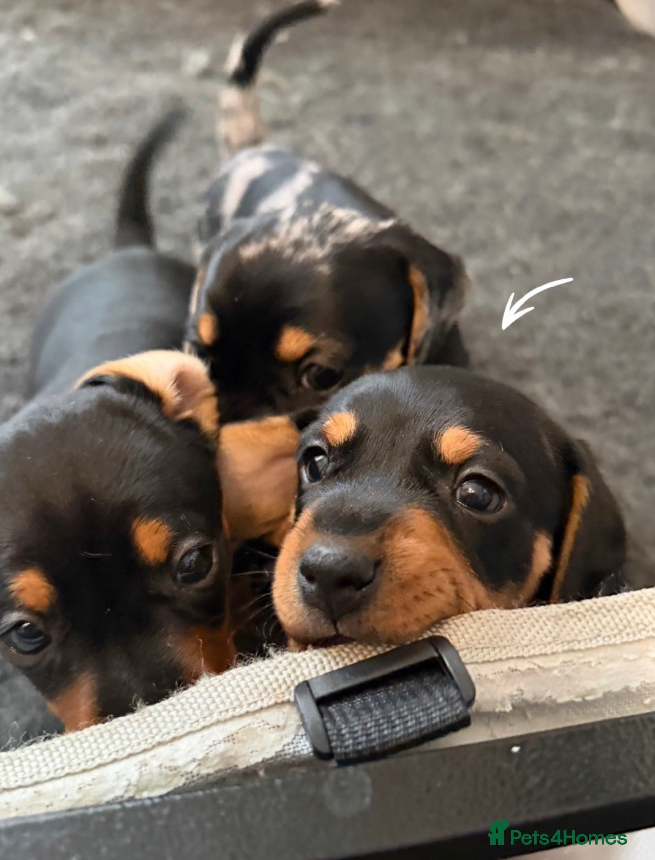 Jackshund dogs Beautiful Jackweenie Boy  - Advert 16