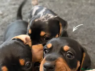 Jackshund dogs Beautiful Jackweenie Boy - Advert 16