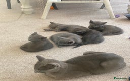 Russian Blue cats for sale: 5 Pure Pedigree Russian Blue Kittens *LAST MALE* - Image 6