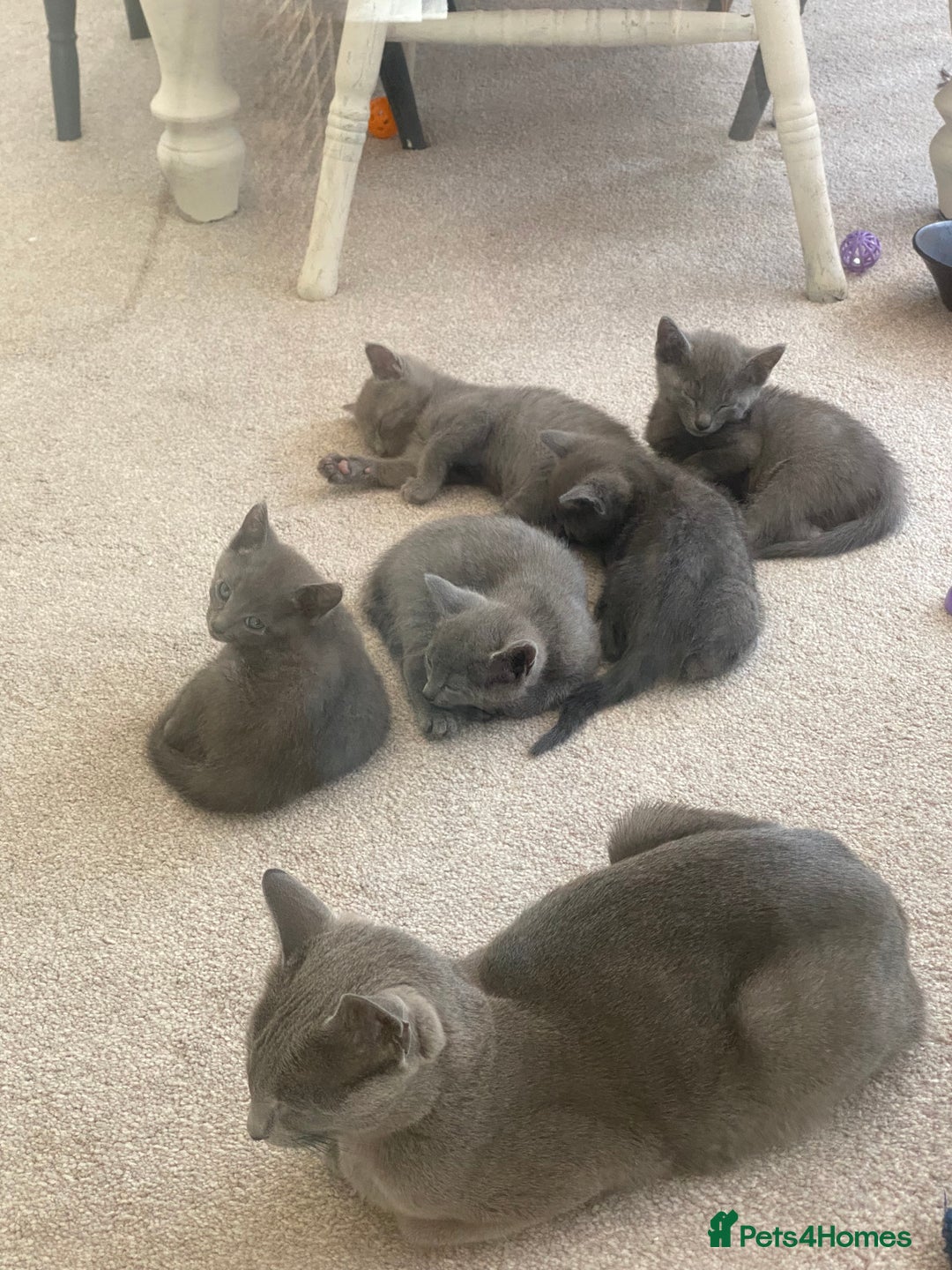 Russian Blue cats for sale: 5 Pure Pedigree Russian Blue Kittens *LAST MALE* - Image 6