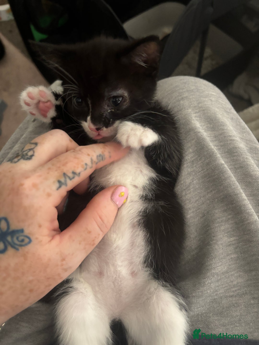 British Shorthair cats for sale: X4 male British shorthair X kittens - Image 6