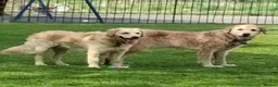 Goldendoodle dogs for stud: Mr Campbell  - Advert 4