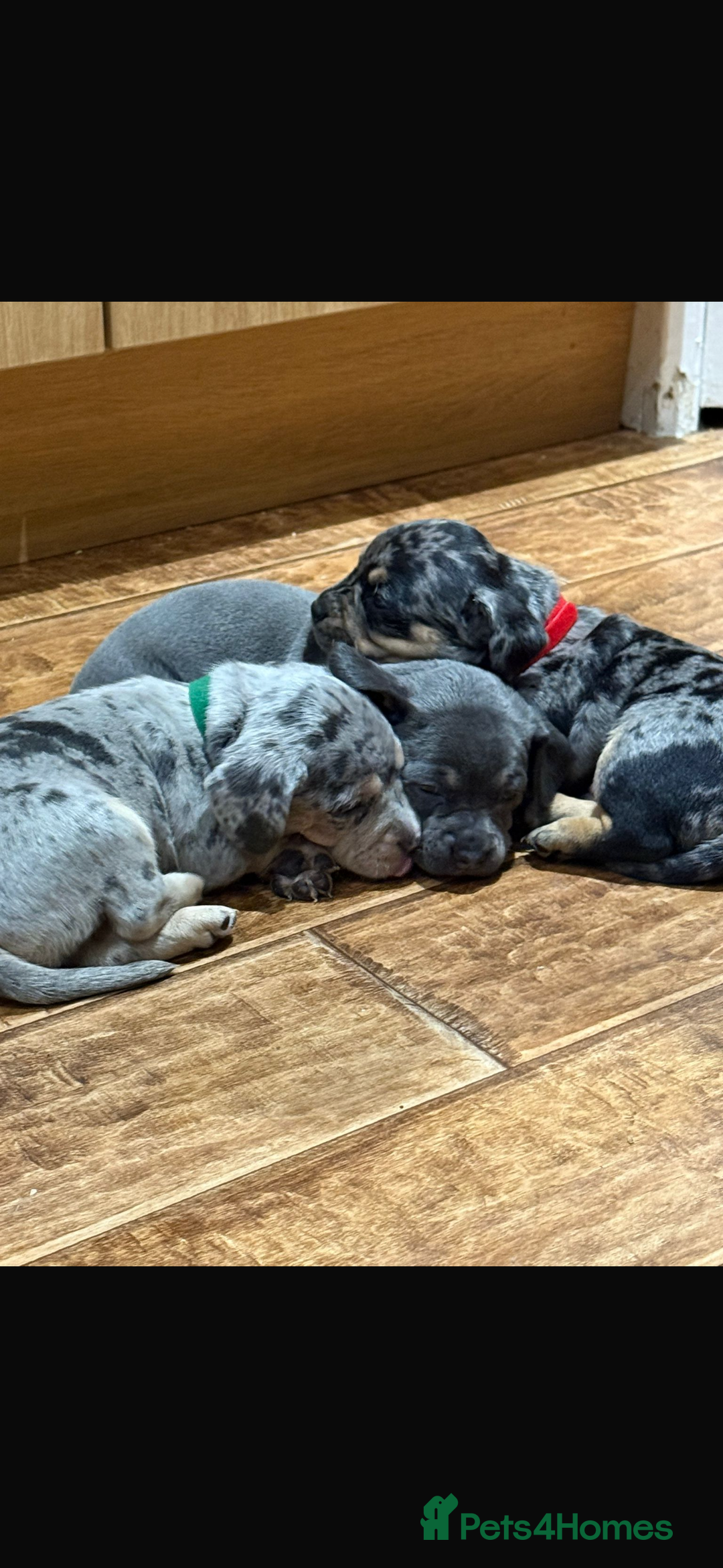 Mixed Breed dogs for sale: 🐾 Beautiful French Bull Weiners 🐾  - Advert 5