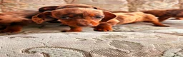 Dachshund dogs for sale: Miniature dapple dashound puppies ready now  - Advert 3