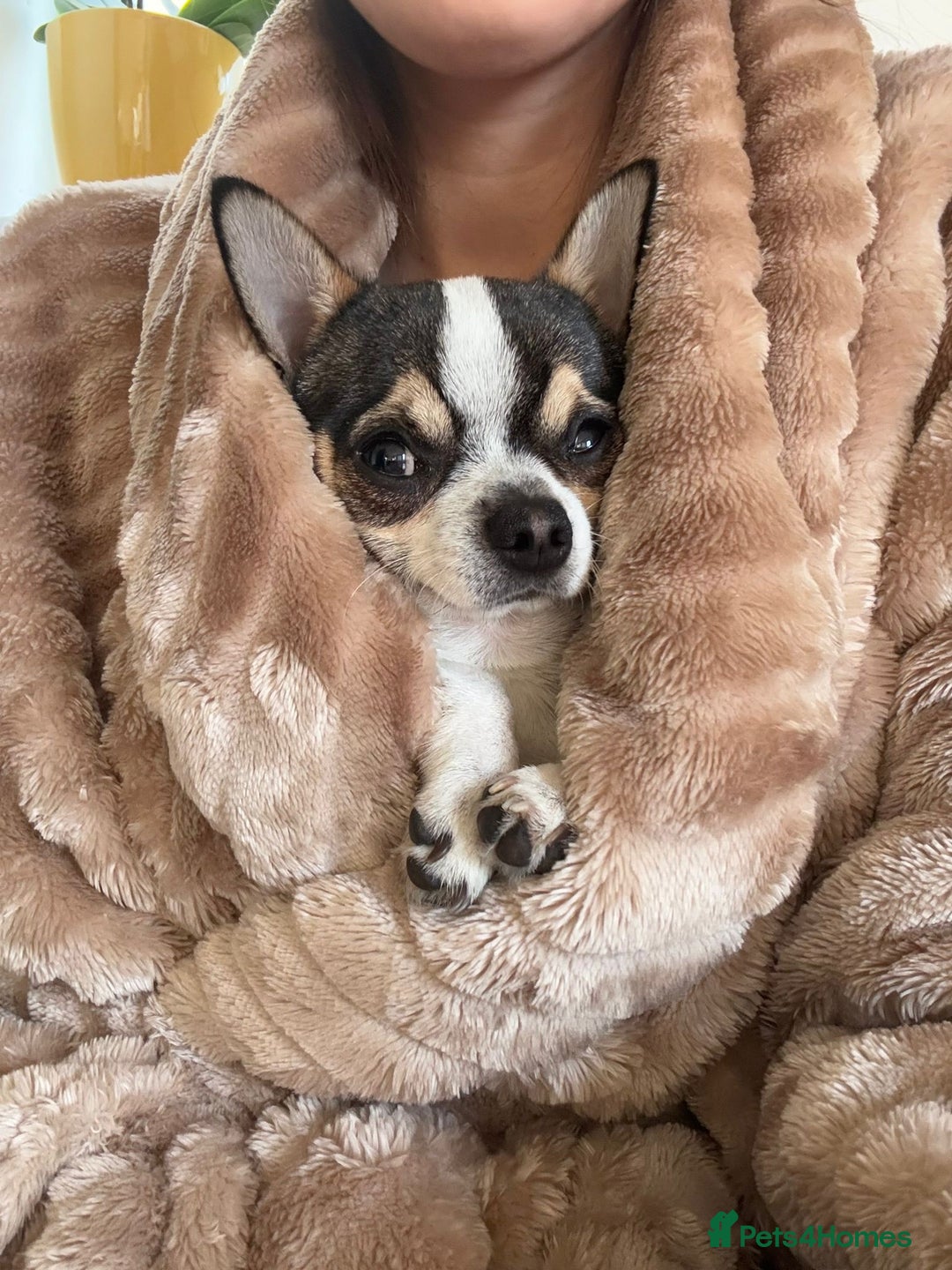 Chihuahua dogs for stud: Charming Male Chihuahua Available for Stud! - Advert 3