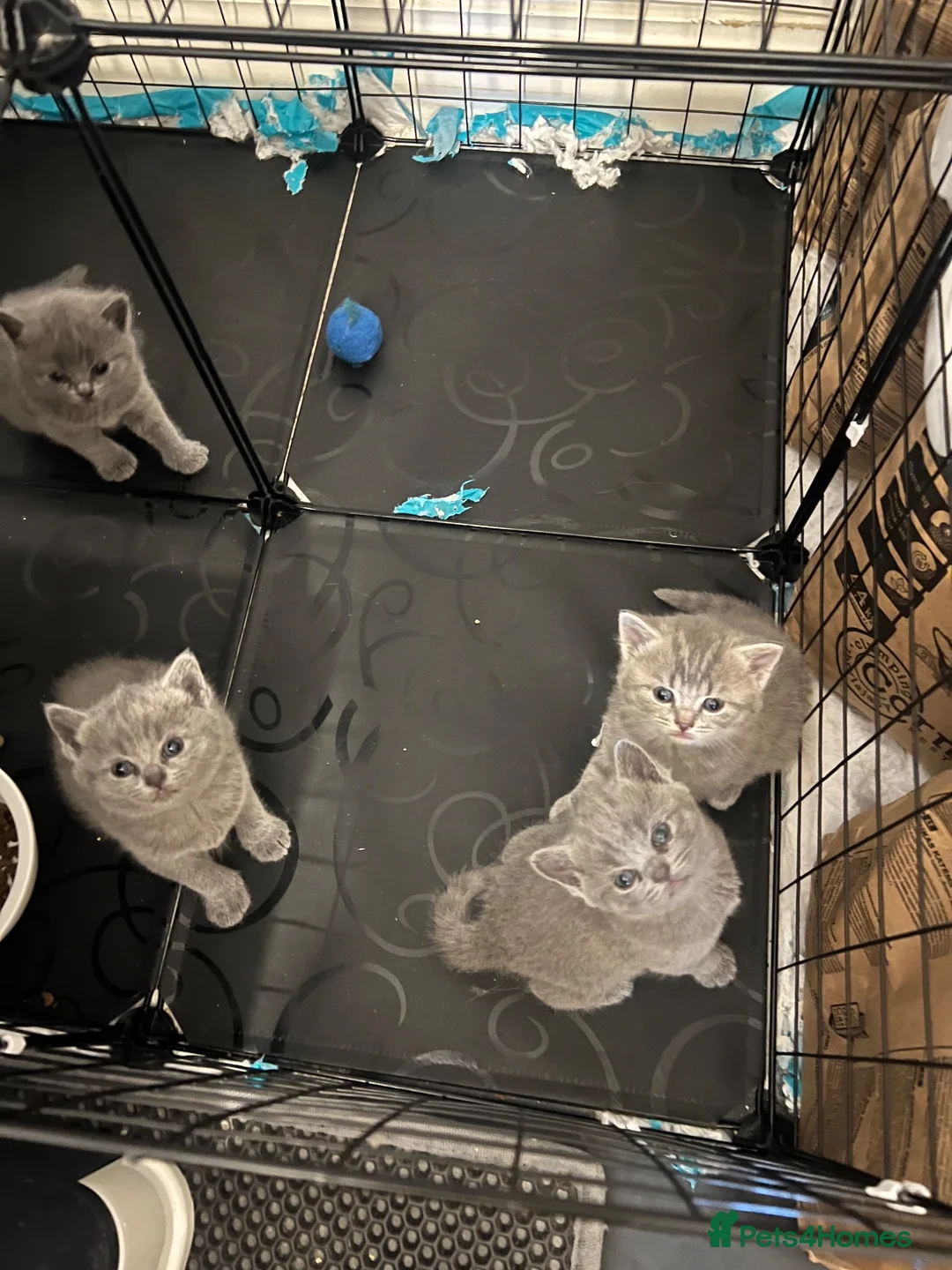 British Shorthair cats for sale: Beautiful British Shorthair Kittens- Ready to go - Advert 2