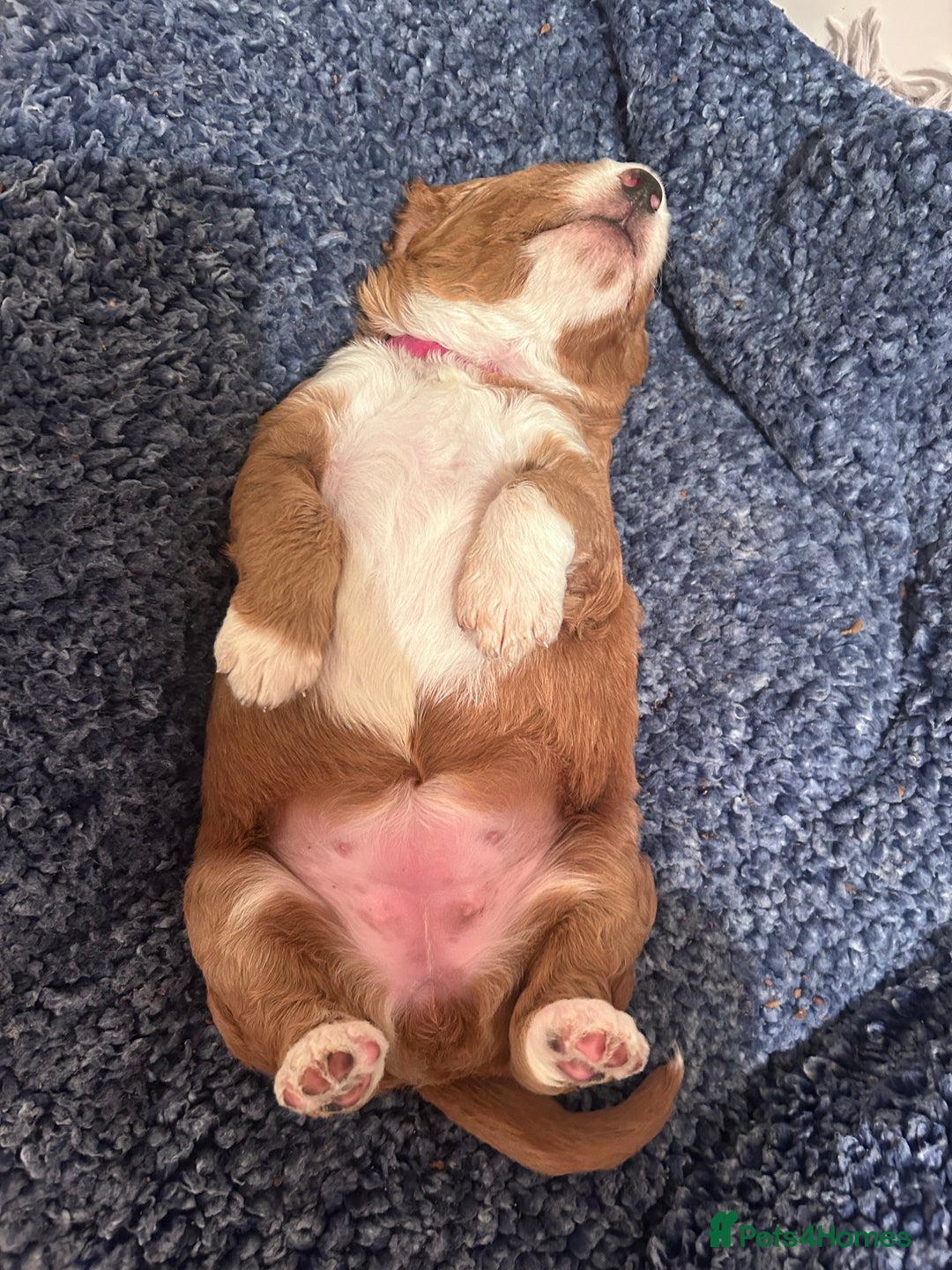 Mixed Breed dogs for sale: Labradoodle Puppies – Fox Red Parti & Black Tuxedo - Advert 4