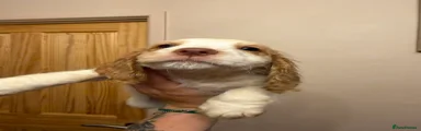 Cocker Spaniel 5