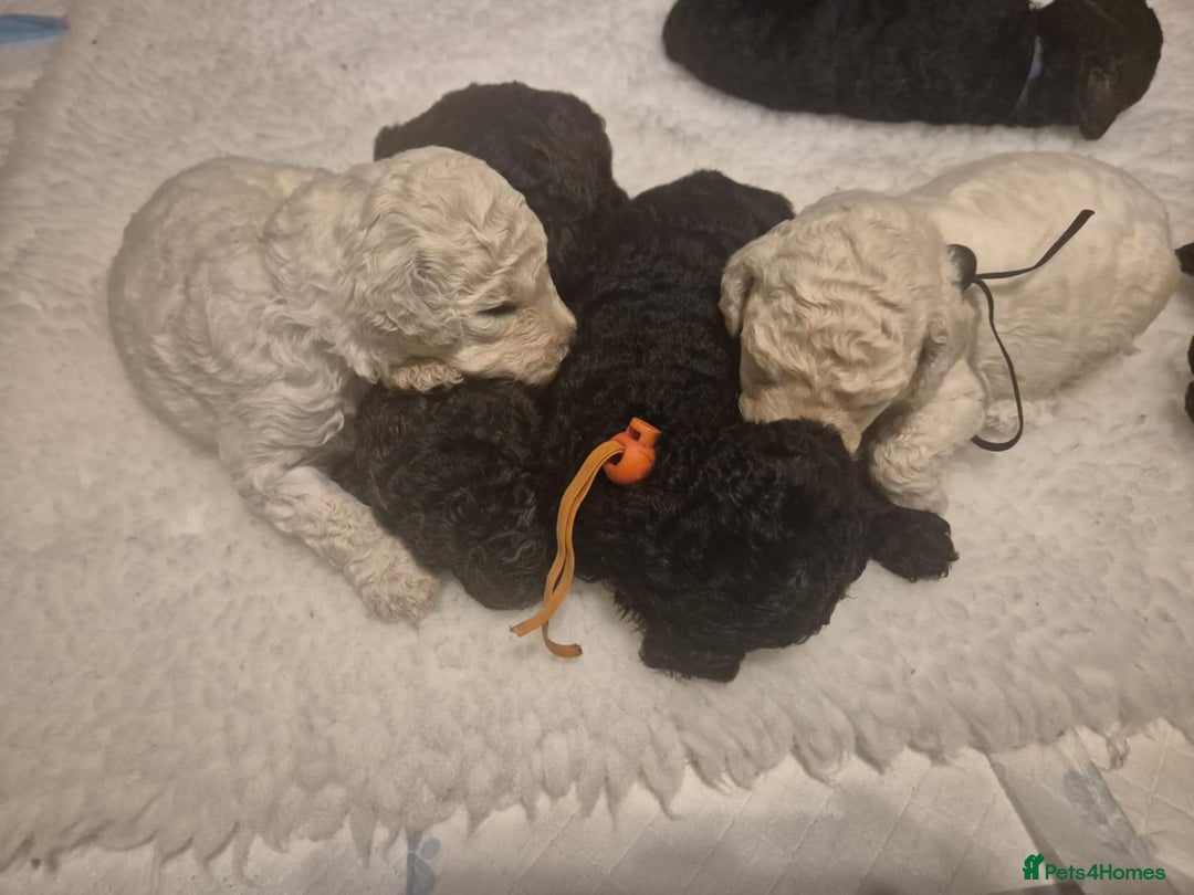 Standard Poodle dogs for sale: Standard poodle puppies  - Advert 2