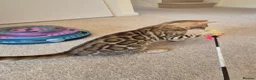 Bengal cats for sale: Stunning Pedigree Bengal Kittens - Advert 1