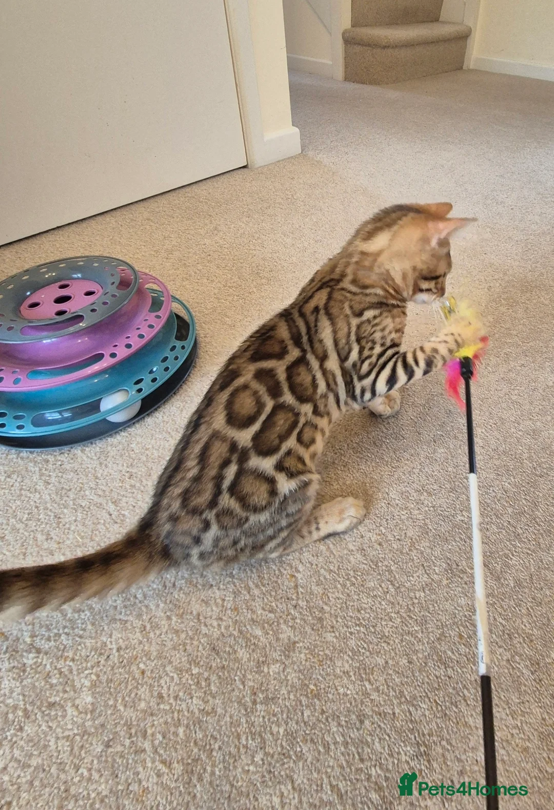 Bengal cats for sale: Stunning Pedigree Bengal Kittens - Advert 1