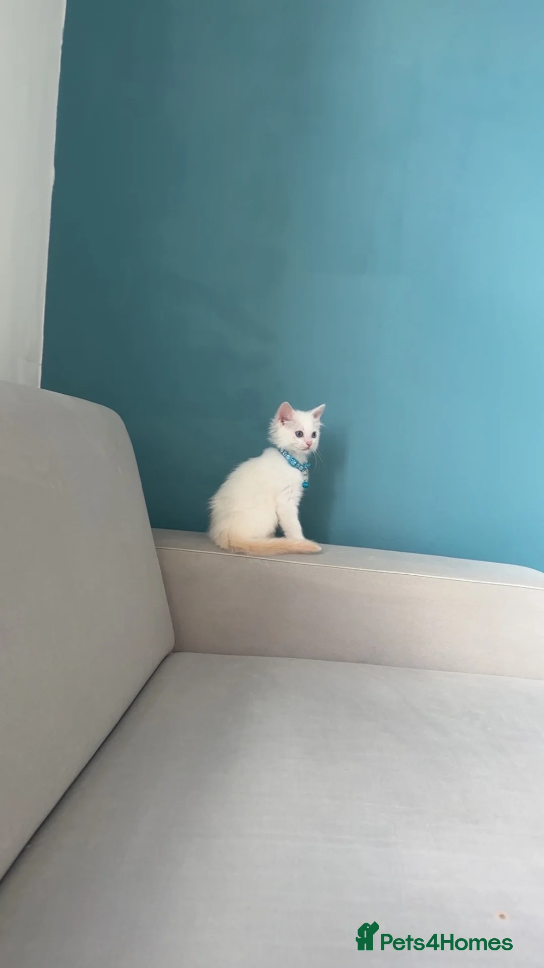 Ragdoll cats for sale: Ragdoll white kitten very friendly  - Advert 1