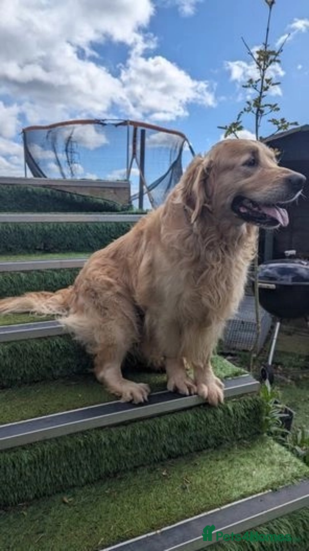 Golden Retriever dogs for sale: 🐾Sweet Golden Retriever Puppies-5 generation KC🐾 - Image 33