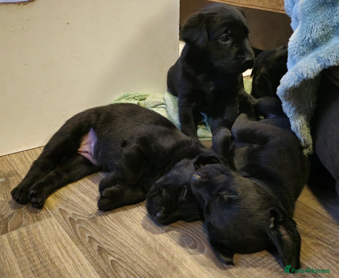 Labrador Retriever dogs for sale: KC Reg Fully Health Tested Black Labrador Puppies - Image 25