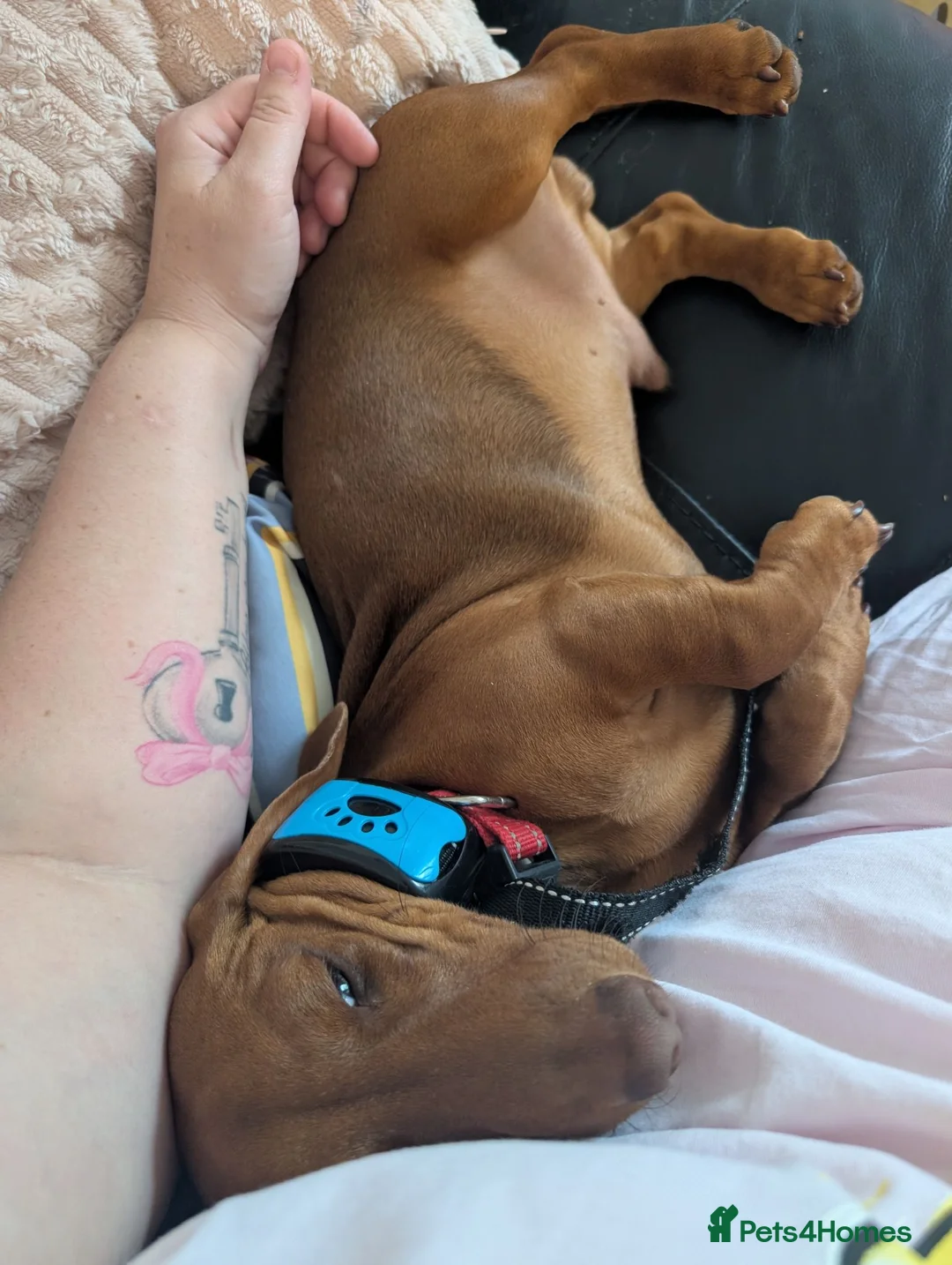 Miniature Dachshund dogs for sale: 2x miniature dachshunds - Advert 15