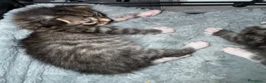 Mixed Breed 1