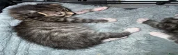 Mixed Breed cats for sale: Gorgeous mixed kittens looking for their new home - Advert 18
