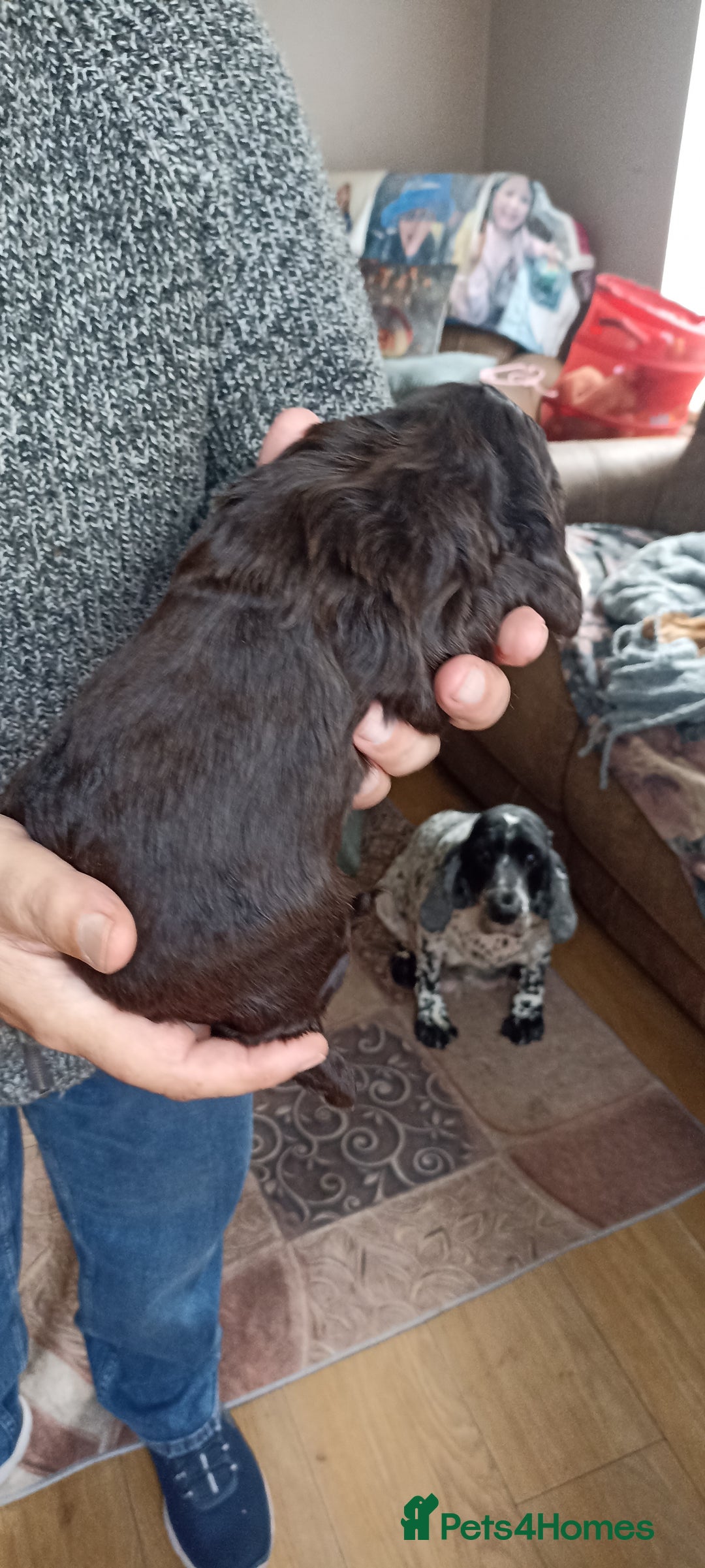 Cocker Spaniel dogs for sale: Stunning cocker spaniel litter  - Image 10