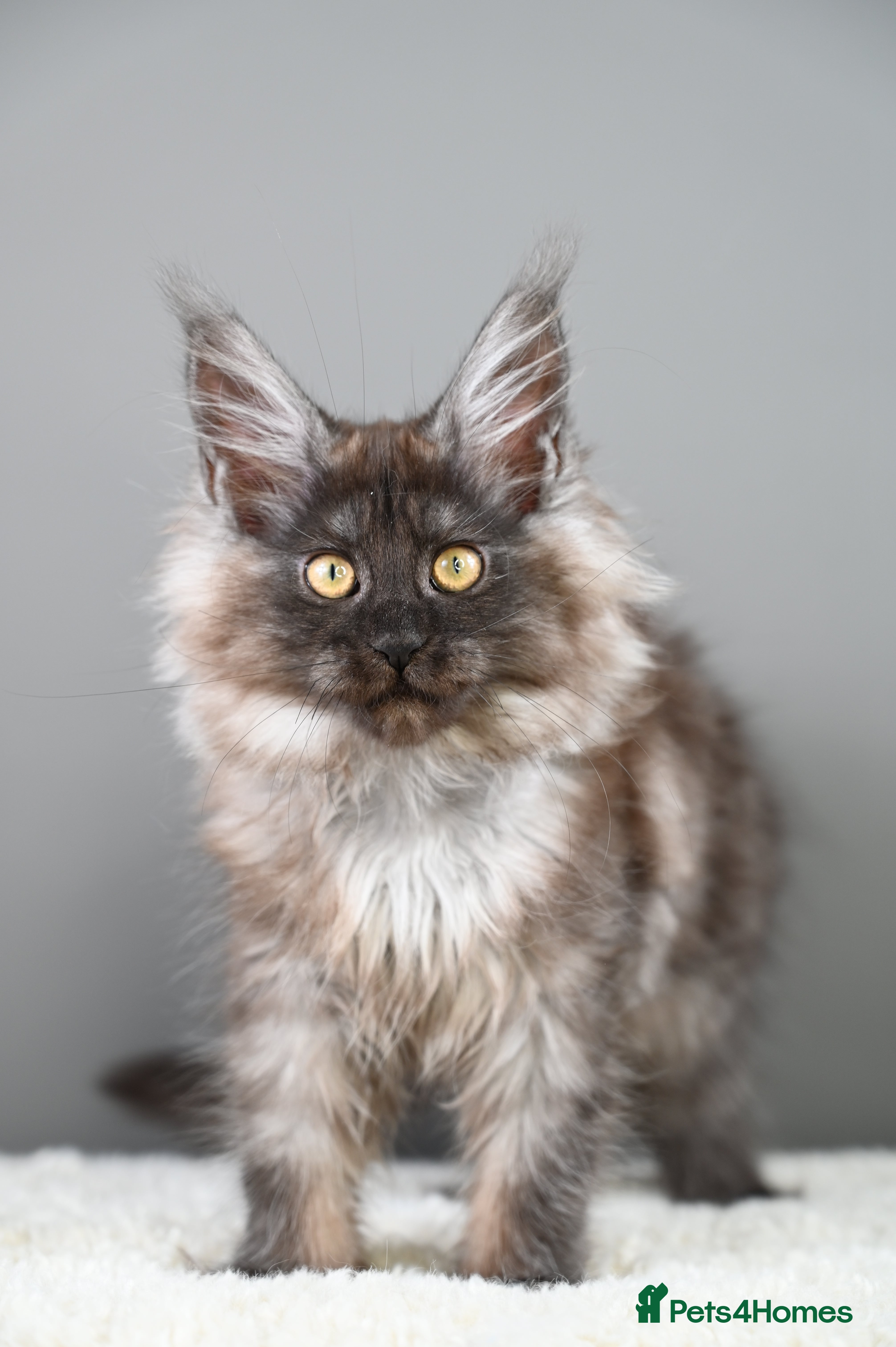 Maine Coon cats 🧬 STUNNING Smoke kittens - TICA REGISTERED 🎖️ - Advert 13