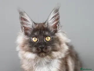 Maine Coon cats 🧬 STUNNING Smoke kittens - TICA REGISTERED 🎖️ - Advert 13