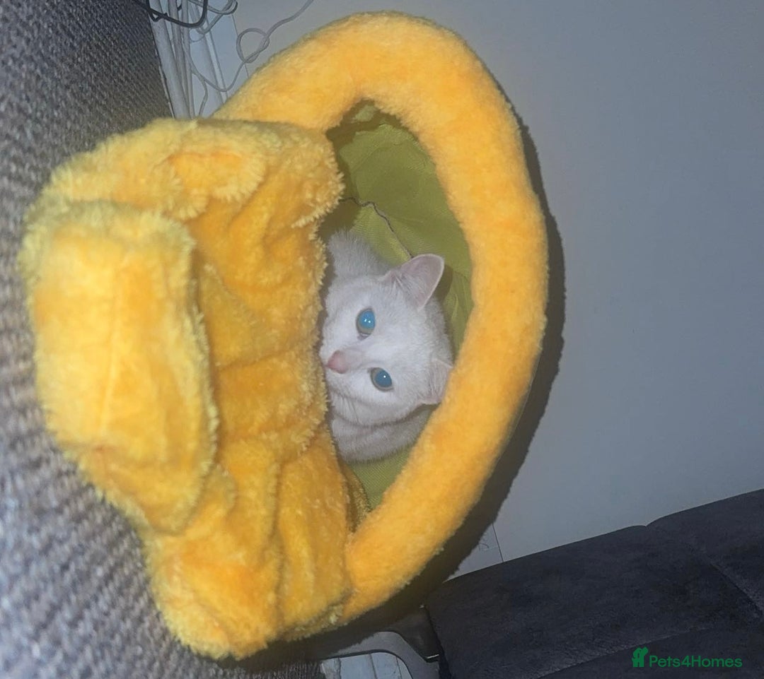 Mixed Breed cats for sale: 3 year old cat  - Advert 4