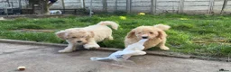 Mini Goldendoodle dogs for sale: 2 beautiful mini goldendoodle puppies ❤️ - Advert 1