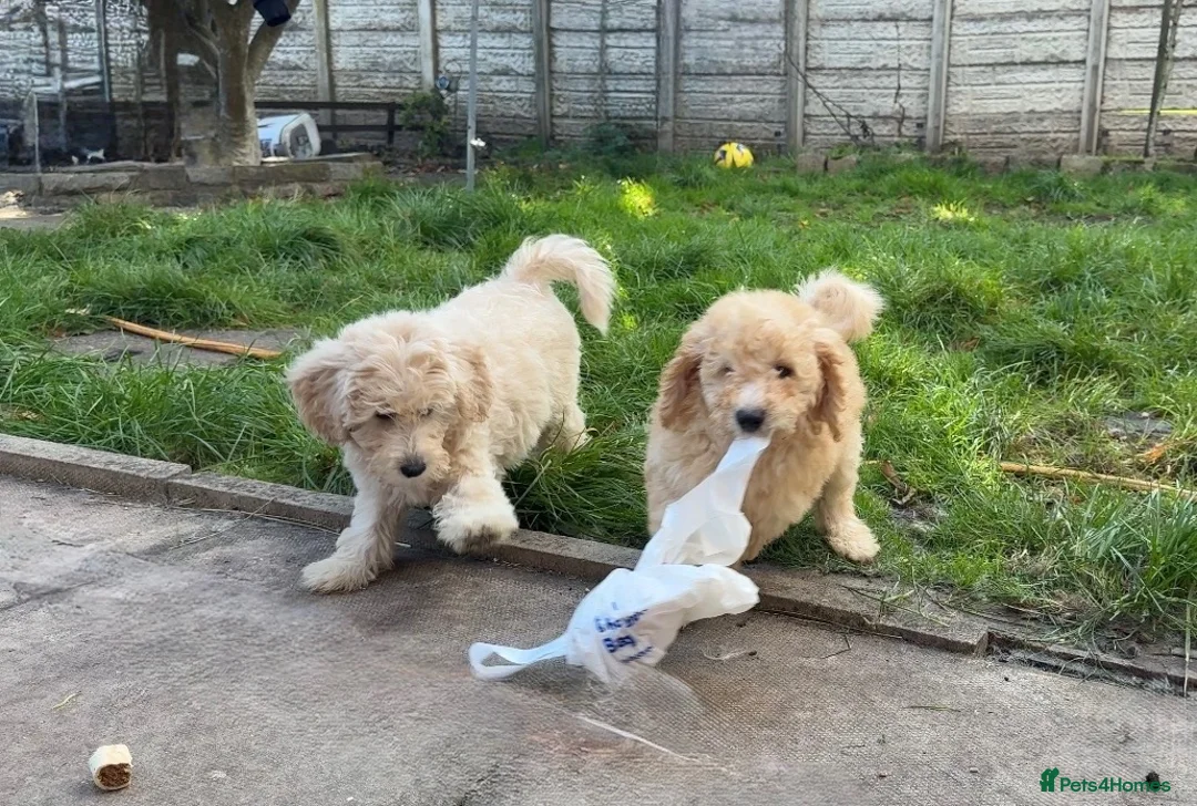 Mini Goldendoodle dogs for sale: 2 beautiful mini goldendoodle puppies ❤️ - Advert 1