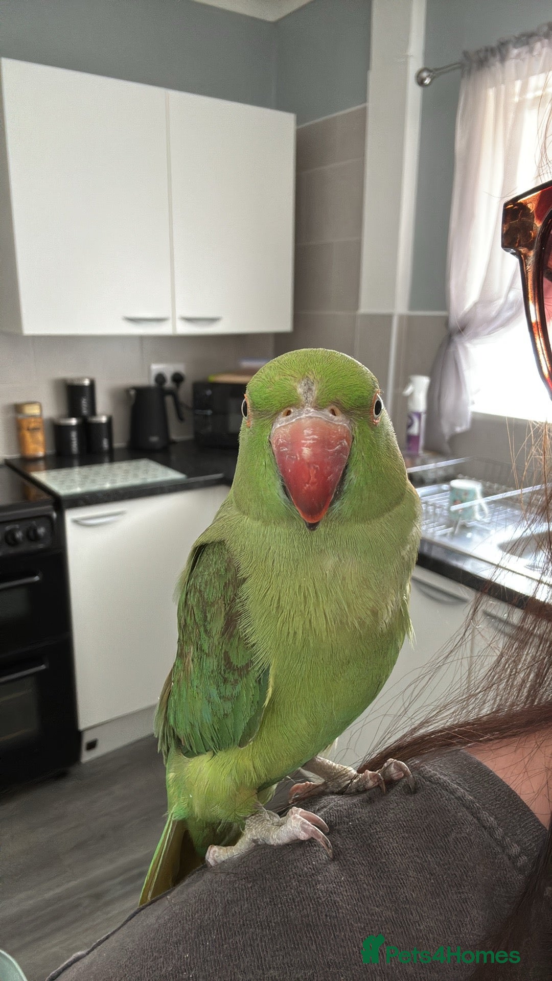 Ringnecks birds for sale: Indian ring neck  - Advert 7