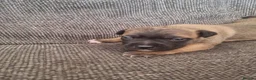 Staffordshire Bull Terrier dogs for sale: Beautiful staffie puppies  - Advert 8
