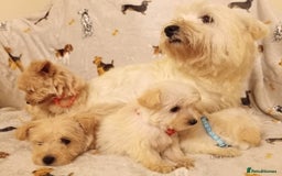 West Highland Terrier dogs for sale: Westiepoo puppies  - Image 3