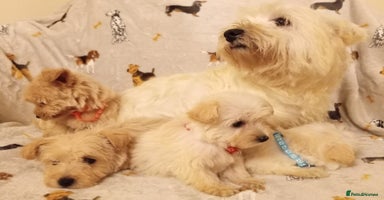 West Highland Terrier dogs - Advert 13