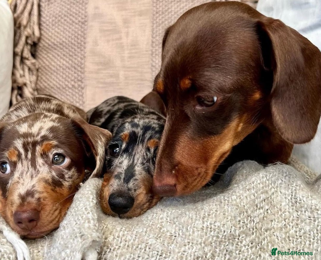 Miniature Dachshund dogs for sale: Beautiful pure bred smooth Mini Dachshund puppies - Advert 5