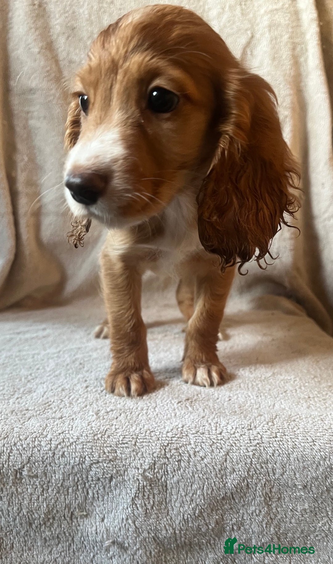 Cocker Spaniel dogs for sale: Working Cockerspaniel Pups  - Advert 12