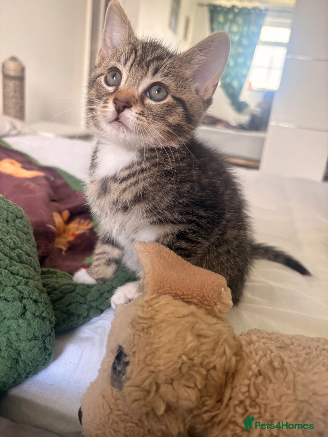 Domestic Shorthair cats for sale: Adorable Kittens - Advert 10